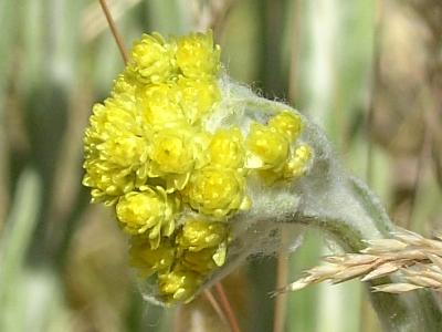 Helichrysum arenarium (Immortelle) in Eberstädter Düne bei Darmstadt